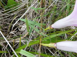 Слика од Ipomoea sagittata Poir.