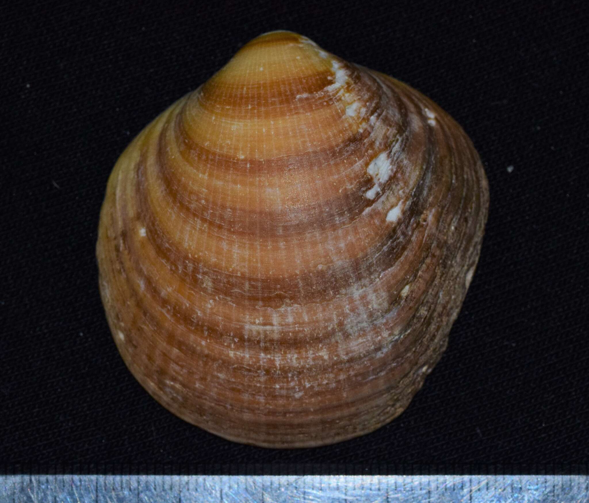 Sivun Glycymeris bimaculata (Poli 1795) kuva