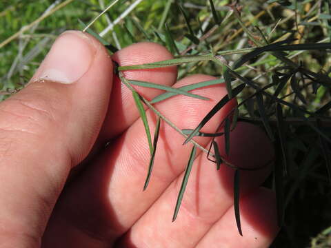 Image of Louisiana vetch