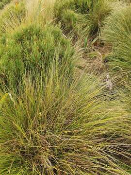 Chionochloa acicularis Zotov resmi