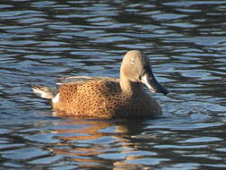 Image of Red Shoveler