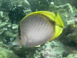 Image of Yellow-dotted butterflyfish