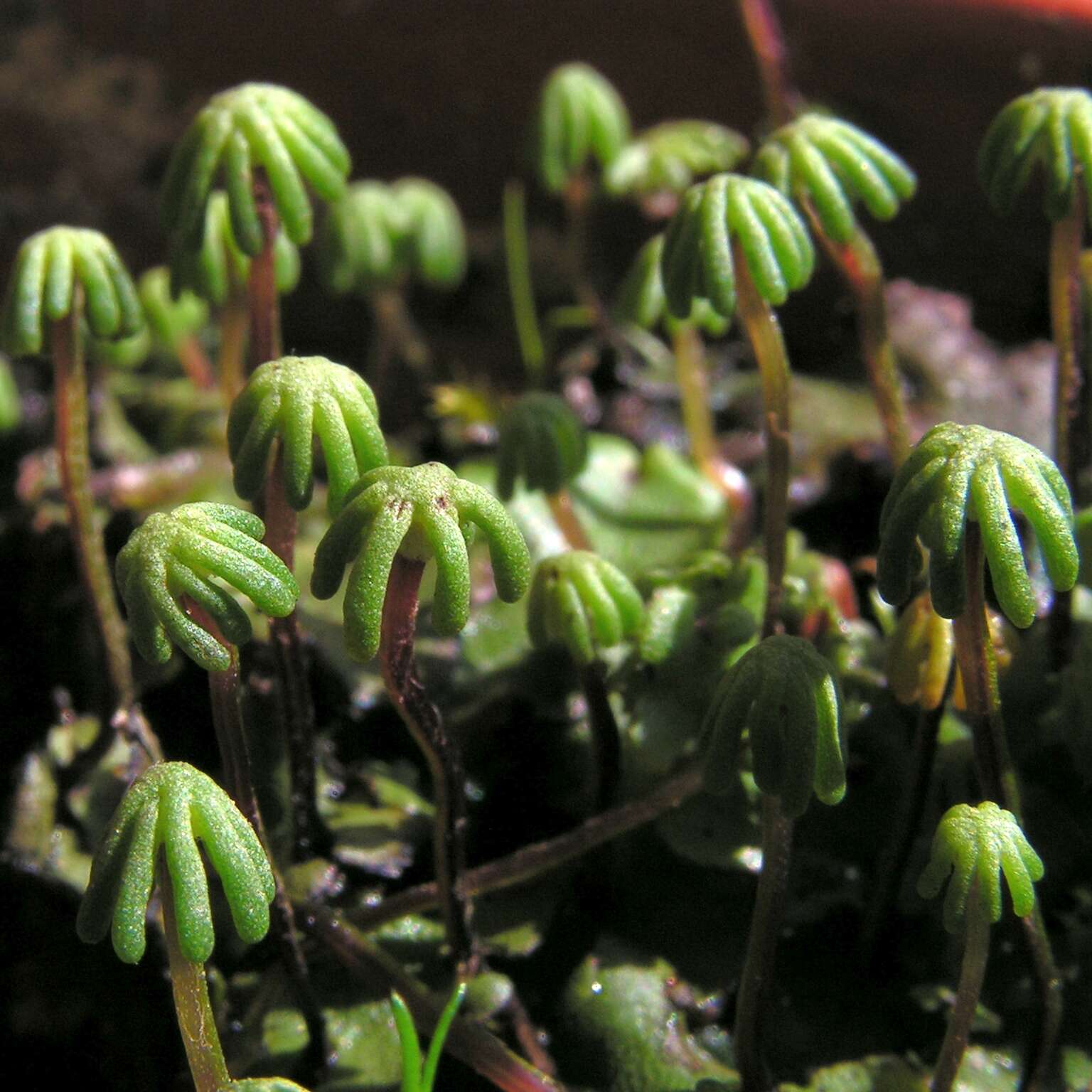 Image of common liverwort