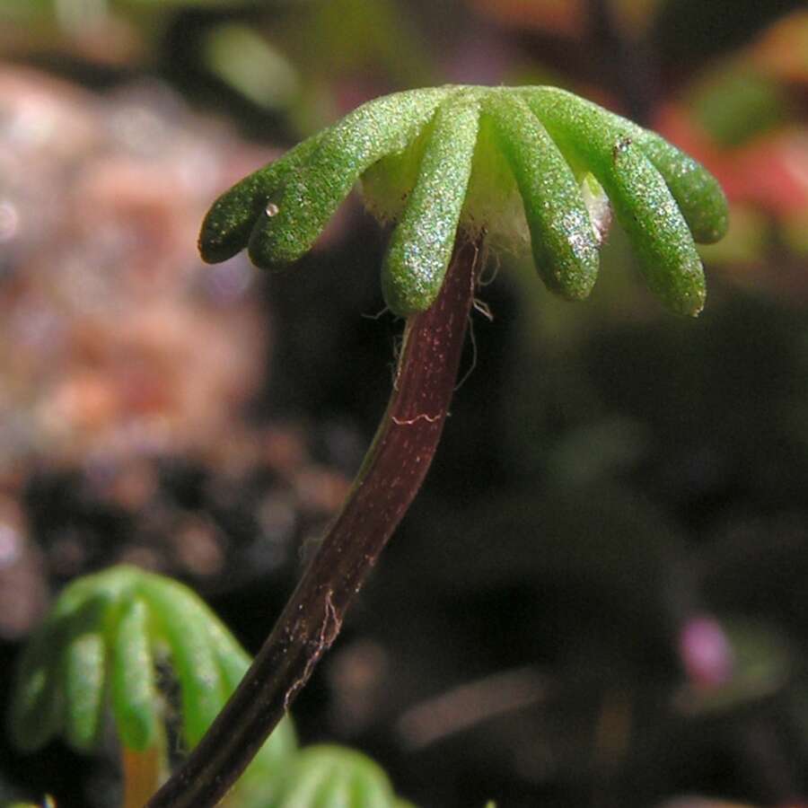 Image of common liverwort