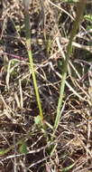 Image of Moraea tripetala subsp. tripetala