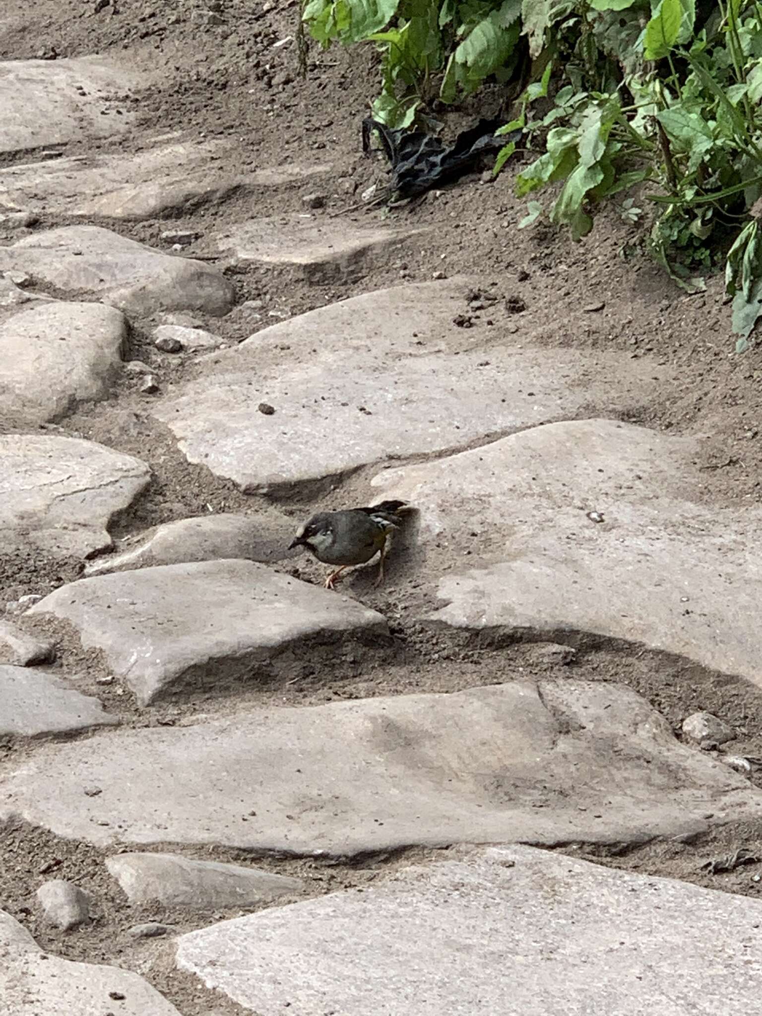 Image of Variegated Laughingthrush