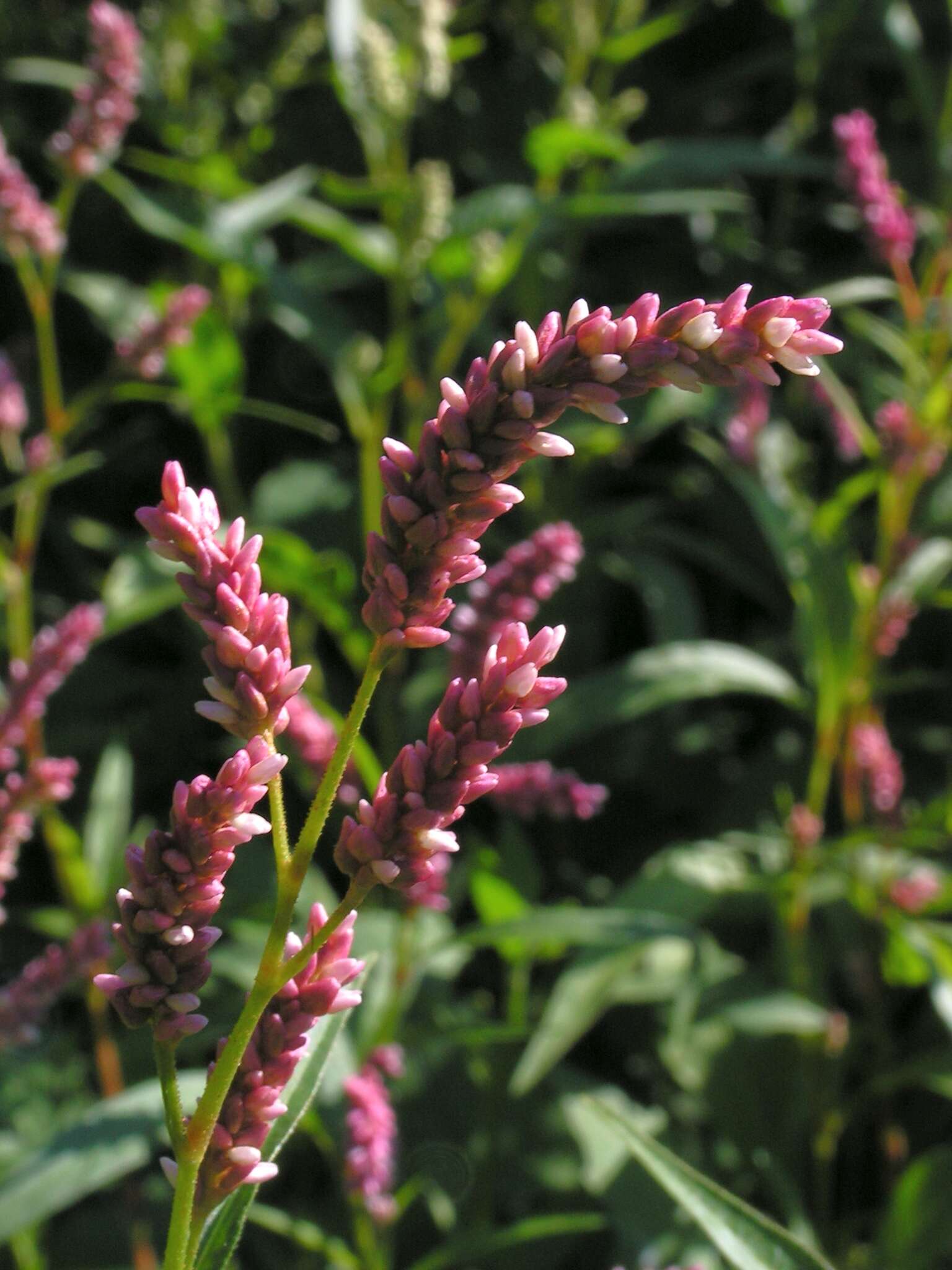 Image of Water-pepper