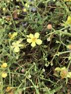 Image of Verbascum spinosum L.