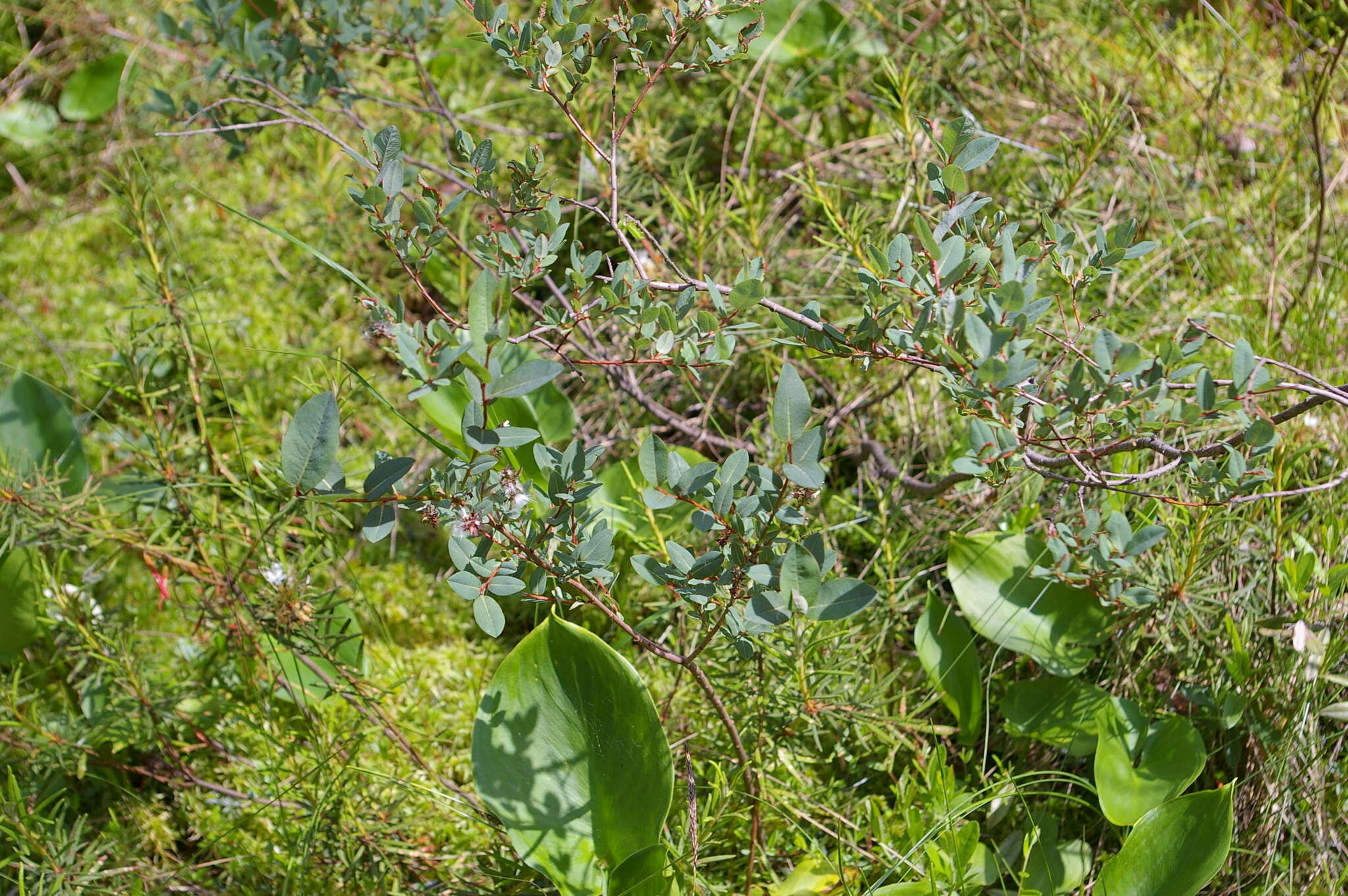 Image of Salix myrtilloides L.