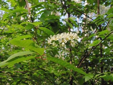 Image of Bird Cherry