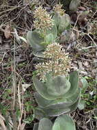 Image of Crassula lactea