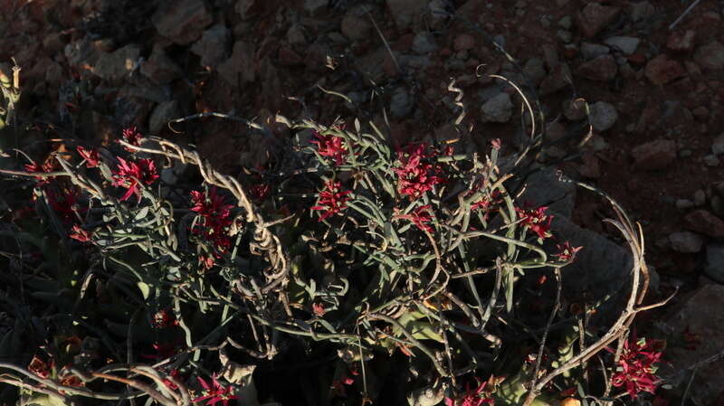 Image of Microloma calycinum E. Mey.