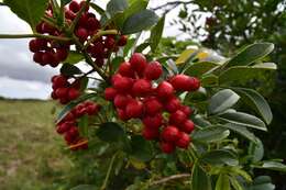 Image of Zanthoxylum delagoense Waterman