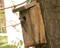 Image of Plain-mantled Tit-Spinetail