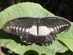 Image of White-banded Swallowtail