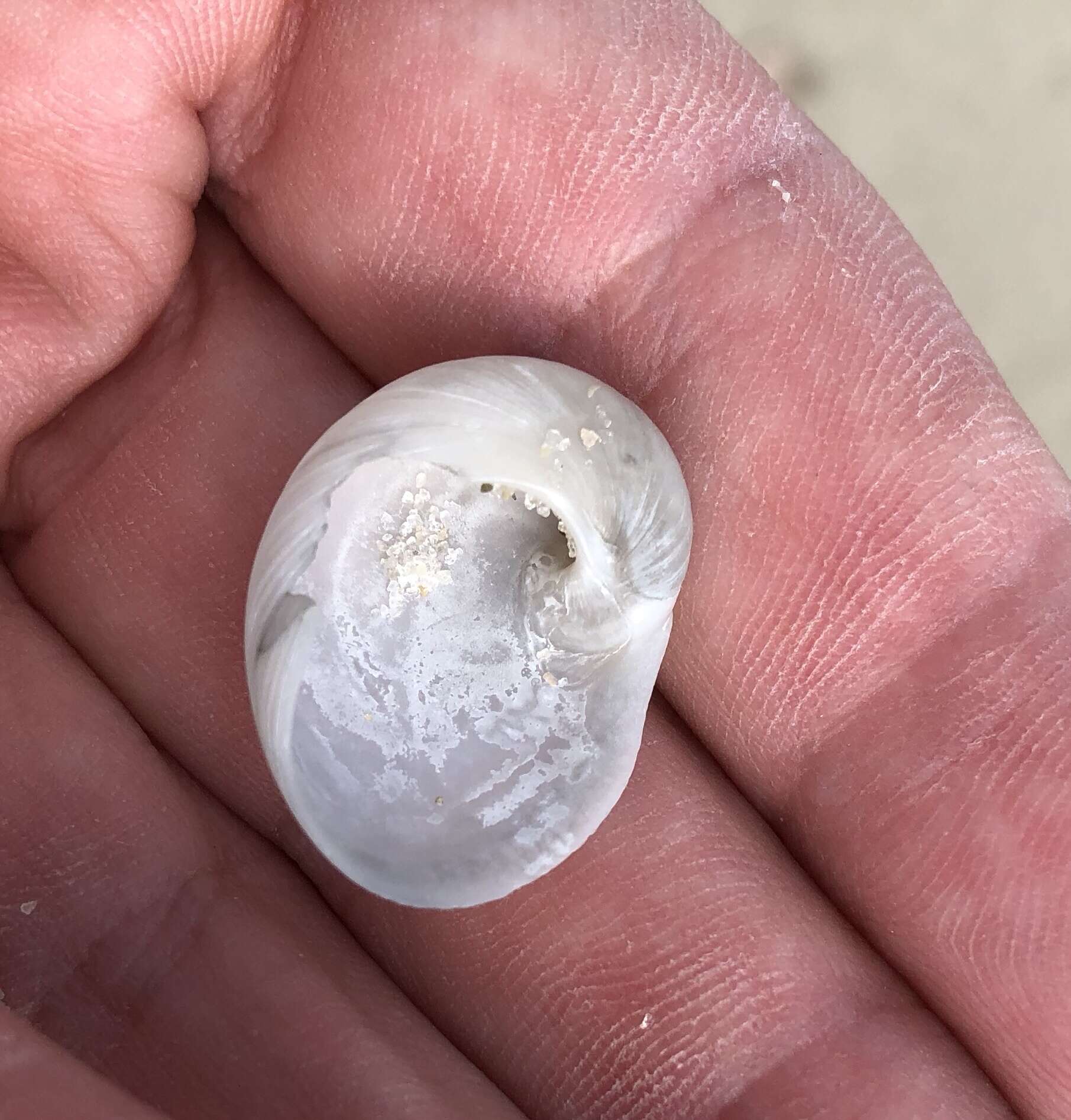 Image of baby's ear moonsnail