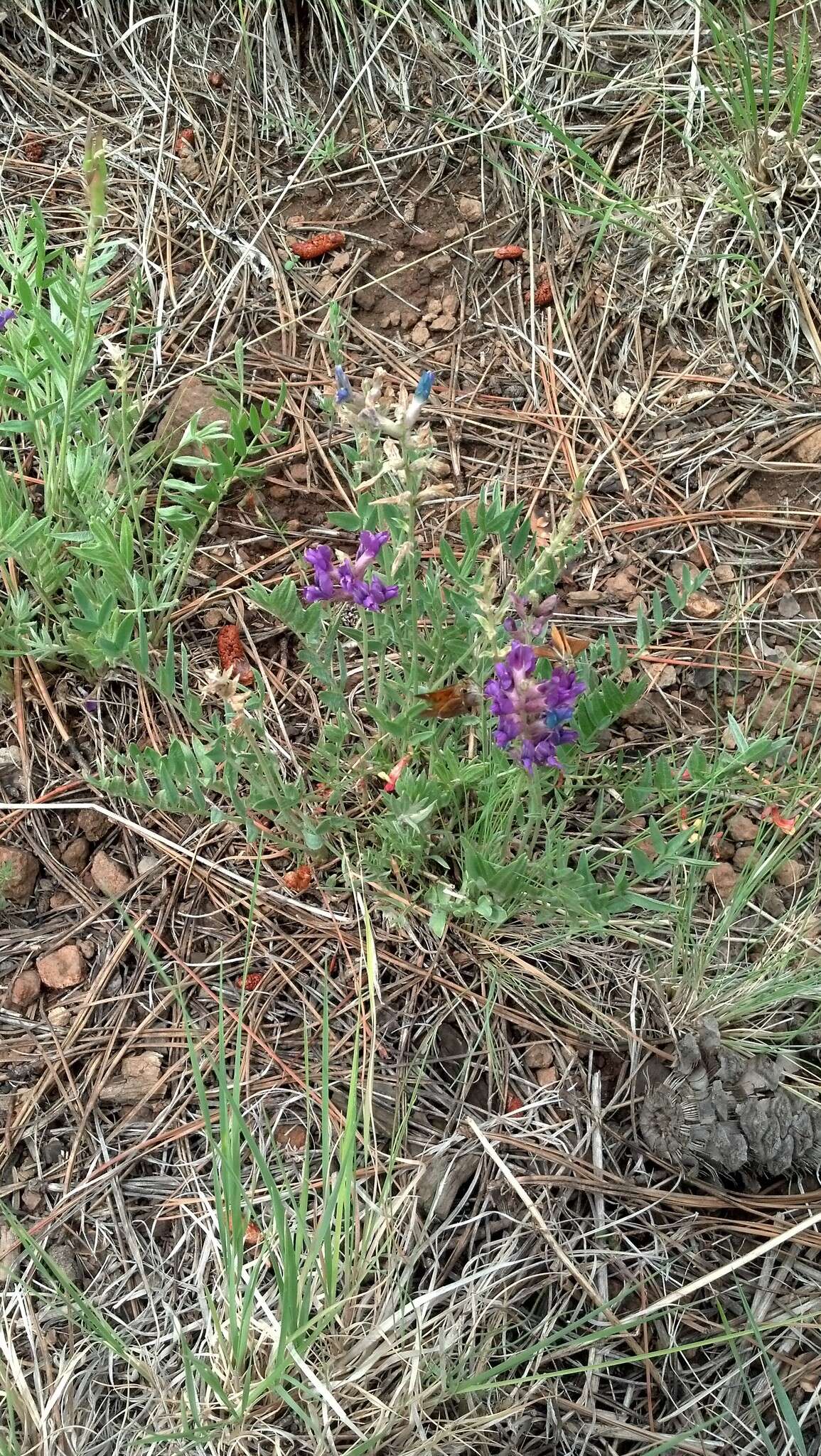 Oxytropis lambertii var. bigelovii A. Gray resmi