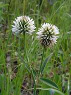 Imagem de Trifolium montanum L.