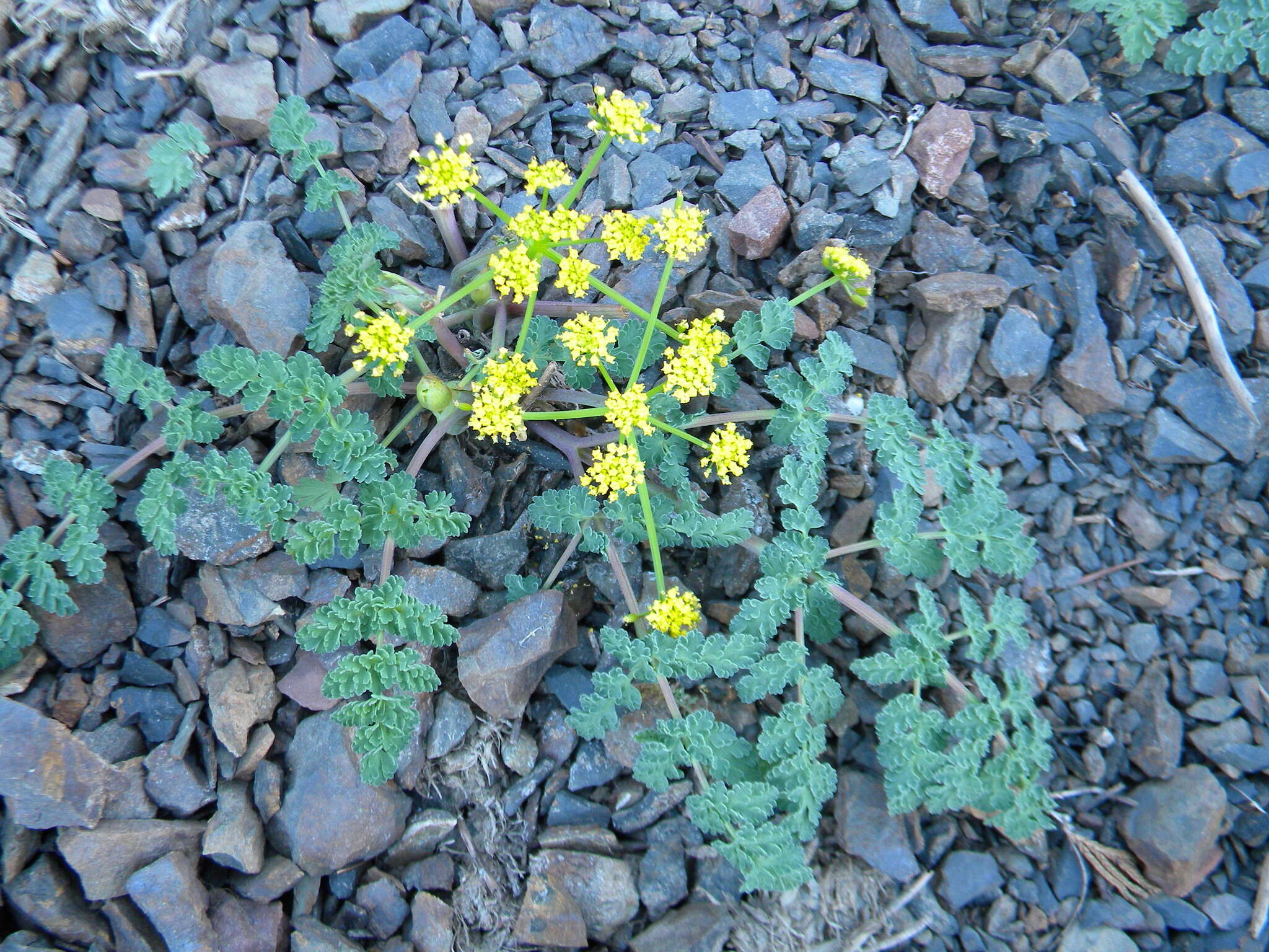 Image of cascade desertparsley