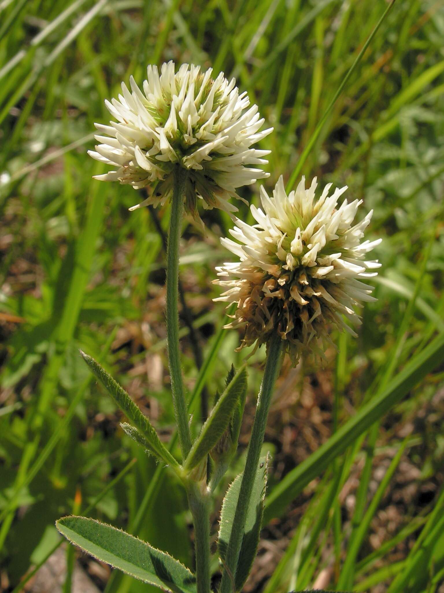 Trifolium montanum L.的圖片