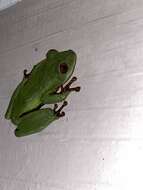 Image of Seychelles Tree Frog