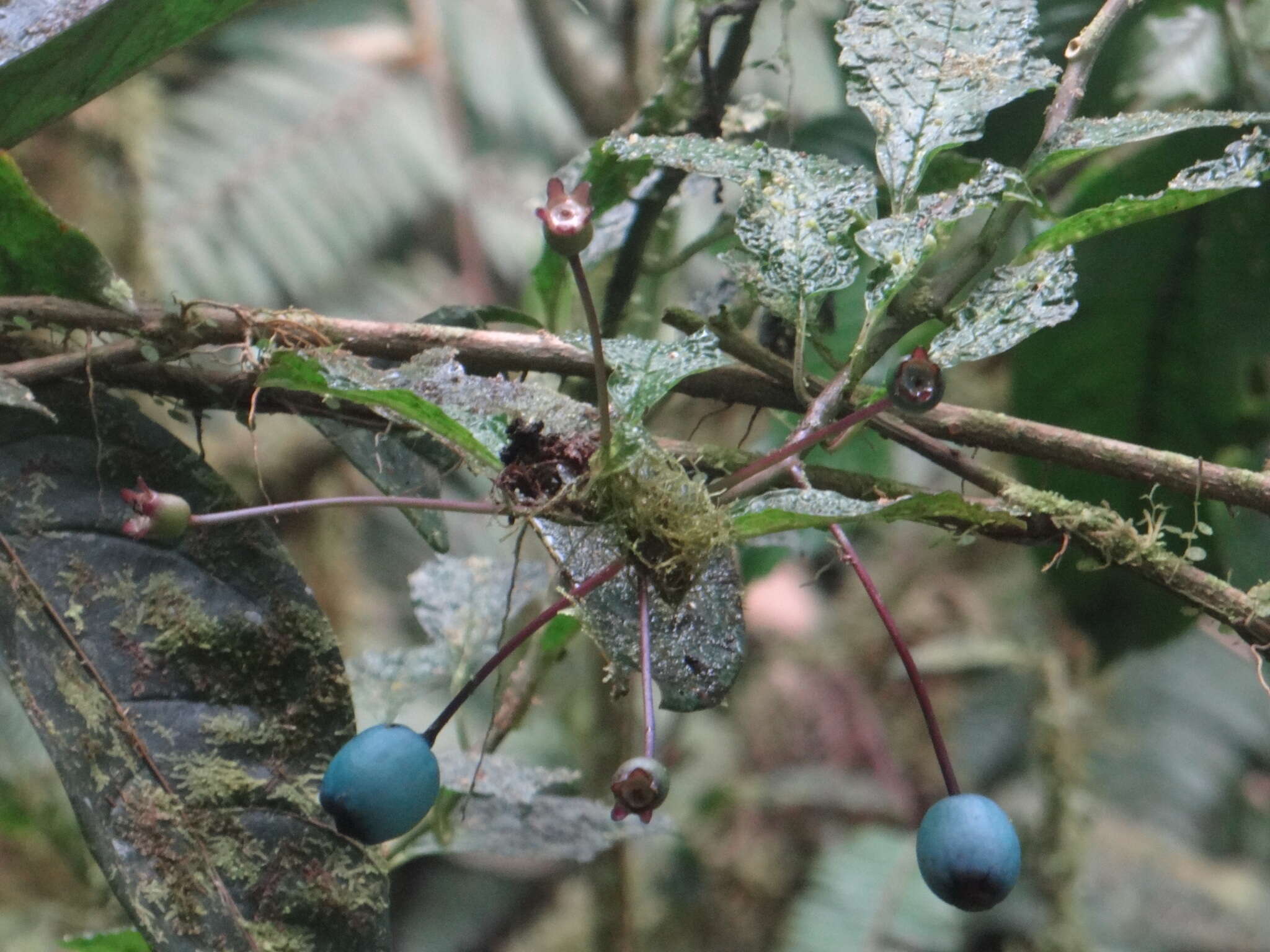 Imagem de Burmeistera cyclostigmata Donn. Sm.