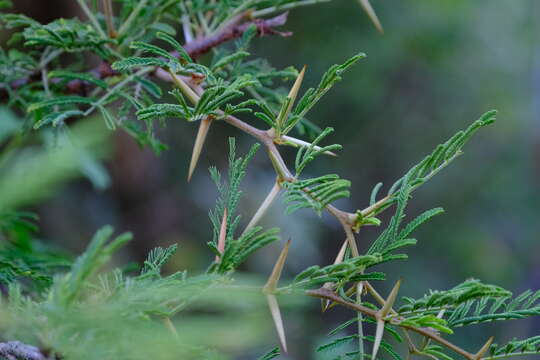 Sivun Vachellia tortuosa (L.) Seigler & Ebinger kuva