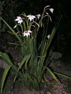 Plancia ëd Gladiolus murielae Kelway