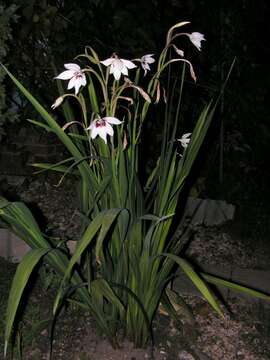 Plancia ëd Gladiolus murielae Kelway