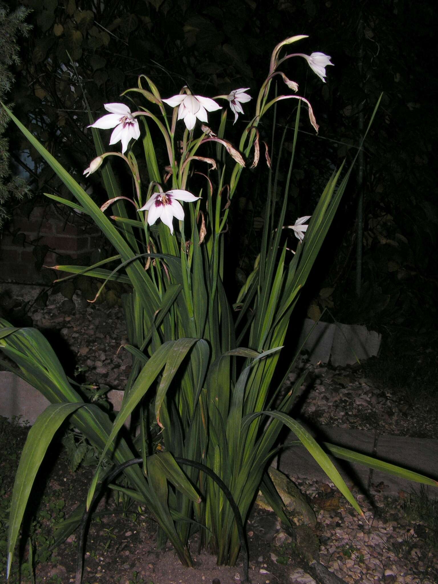 Image of Gladiolus murielae Kelway