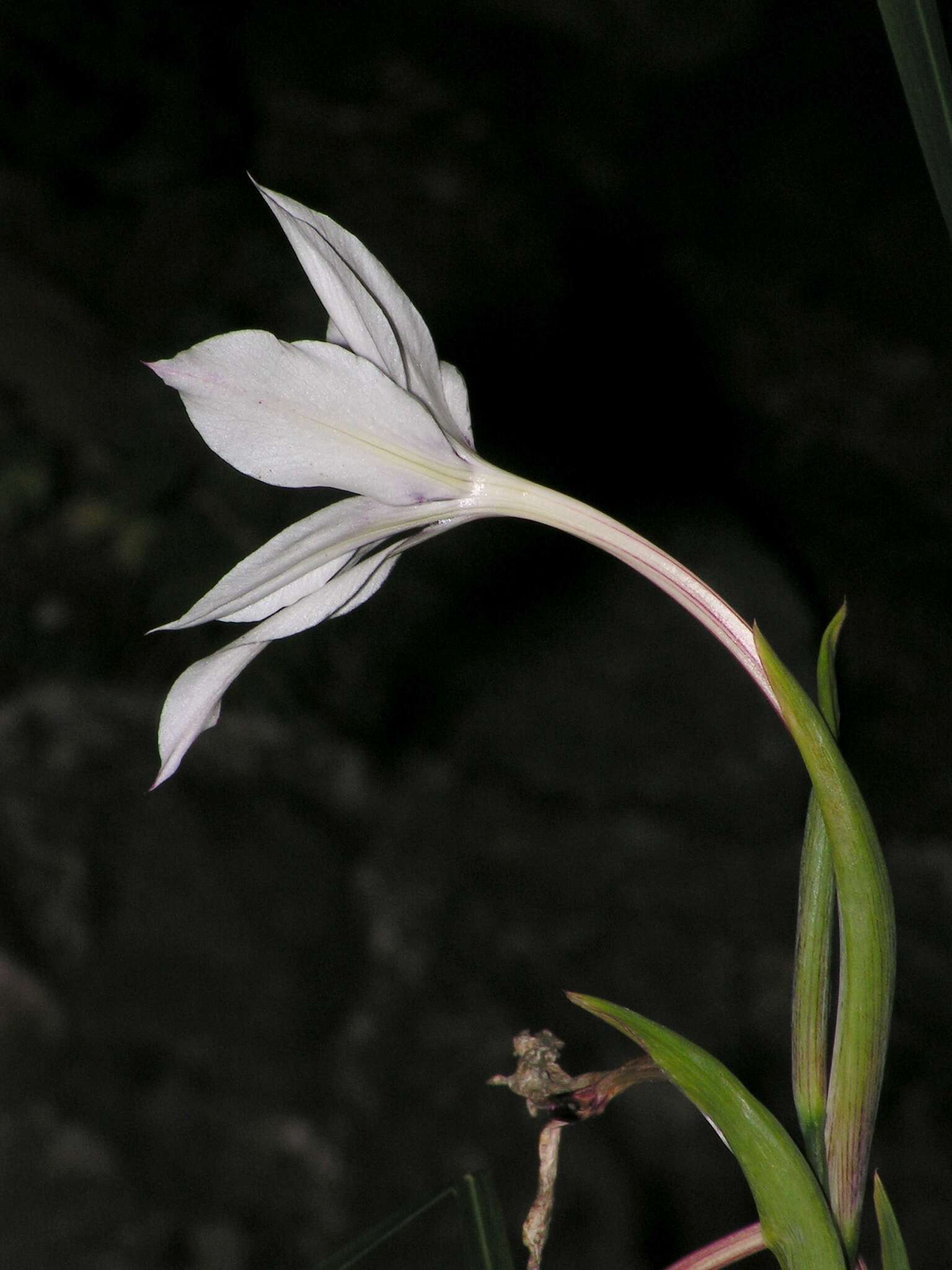 Plancia ëd Gladiolus murielae Kelway