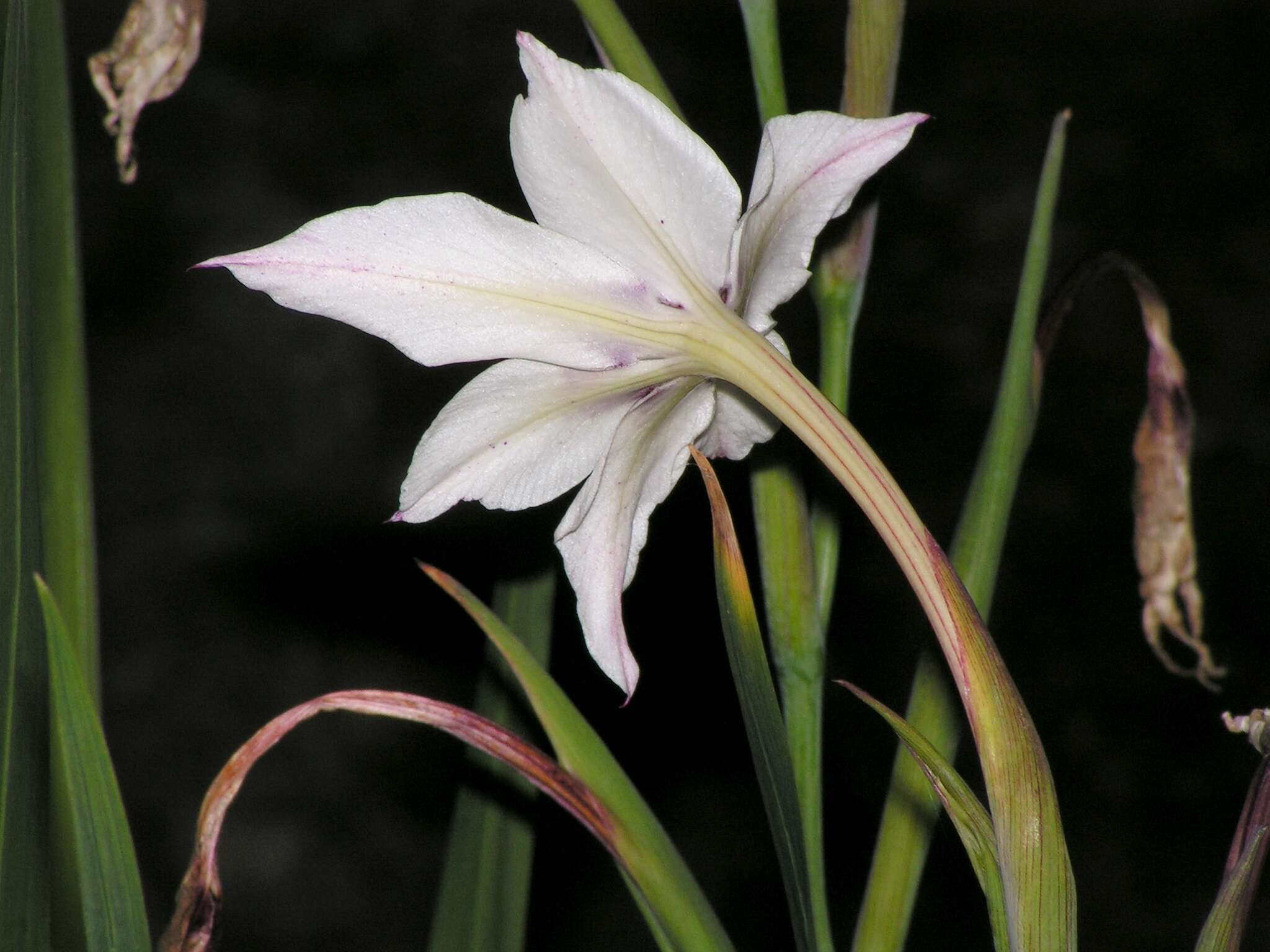 Plancia ëd Gladiolus murielae Kelway