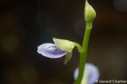 Image of bladderwort