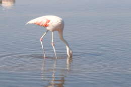 Imagem de Phoenicopterus chilensis Molina 1782