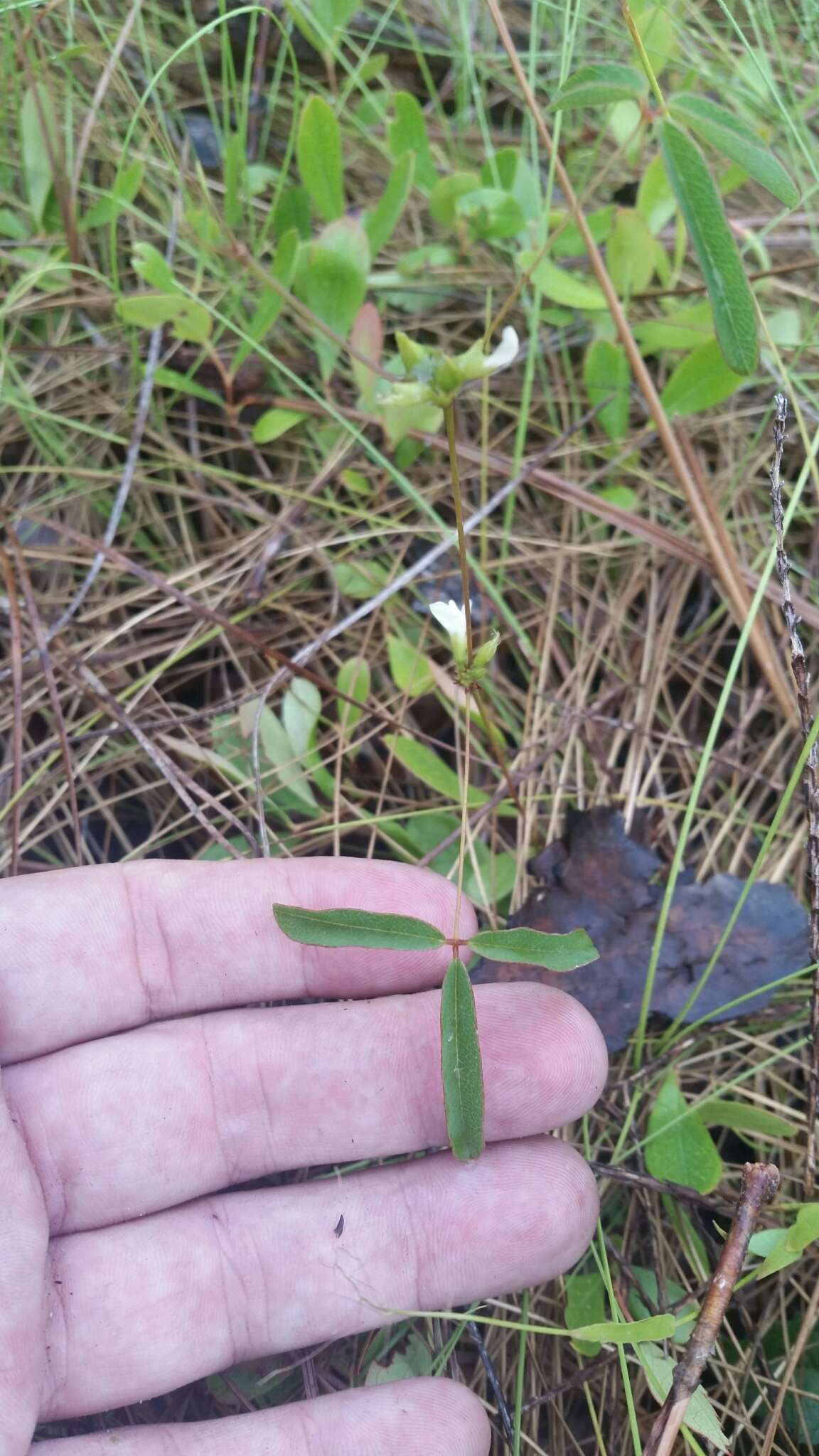 Imagem de Galactia erecta Vail