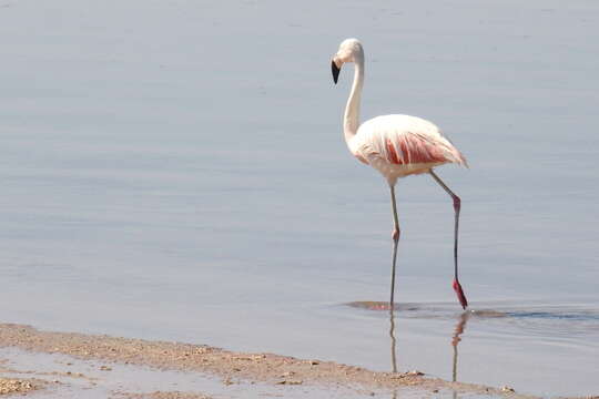 Imagem de Phoenicopterus chilensis Molina 1782