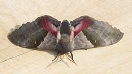 صورة Pachysphinx modesta (Harris 1839)