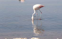 Imagem de Phoenicopterus chilensis Molina 1782