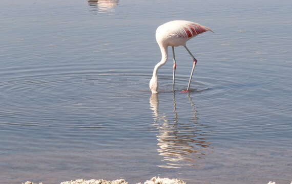 Imagem de Phoenicopterus chilensis Molina 1782