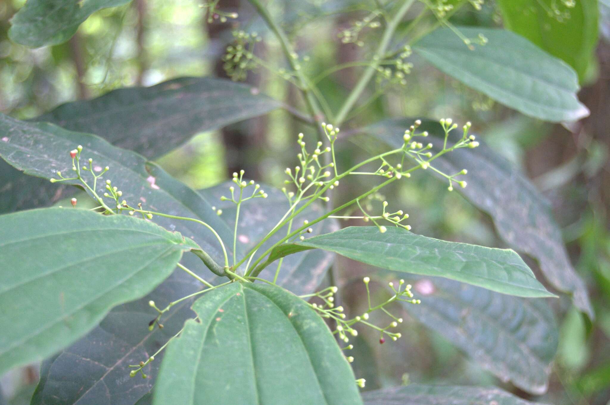 صورة Aiouea neurophylla (Mez & Pittier) R. Rohde