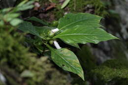 Imagem de Hemiboea subcapitata C. B. Clarke