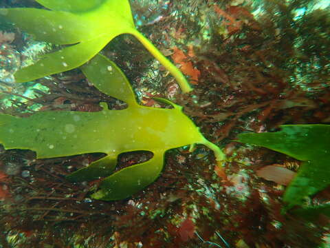 Image of Ecklonia maxima