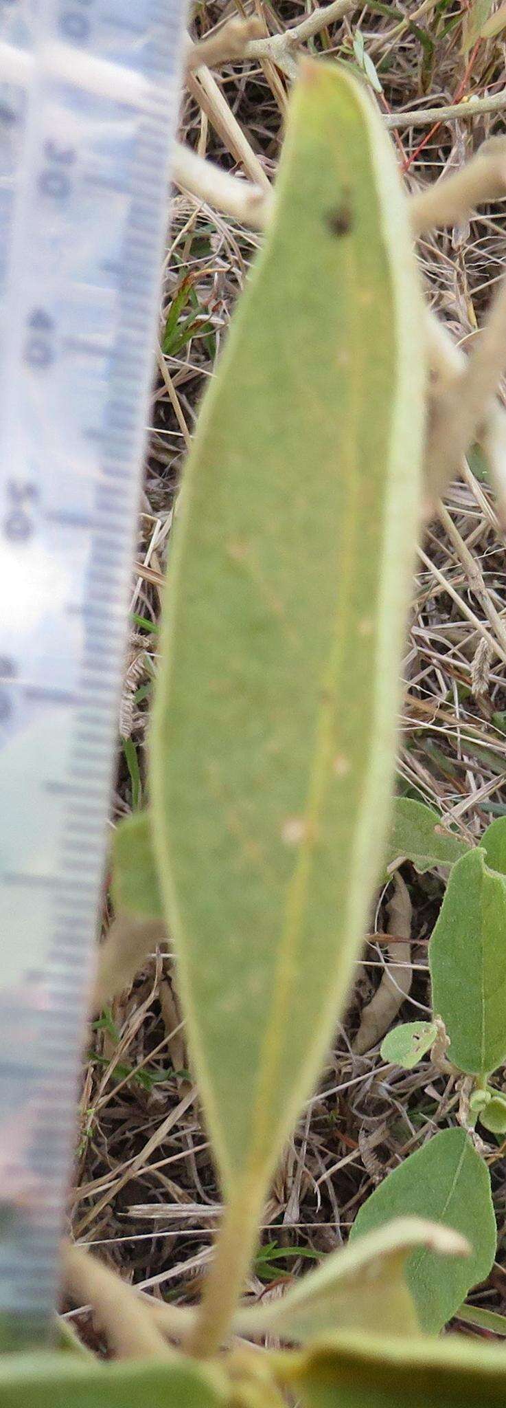 Image de Solanum campylacanthum subsp. campylacanthum