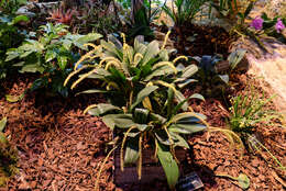 Image of Bulbophyllum odoratum (Blume) Lindl.