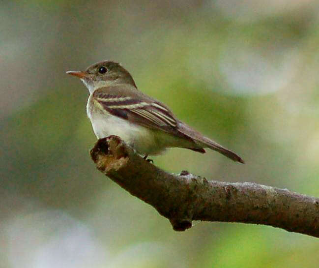 Image of Acadian Flycatcher