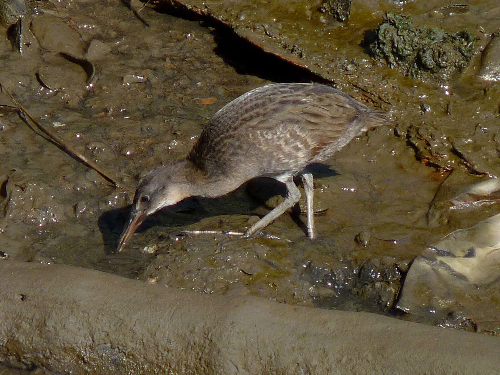 Image of Clapper Rail