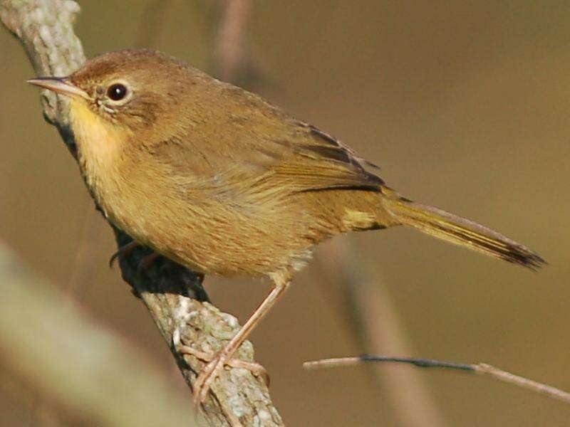 Geothlypis trichas (Linnaeus 1766) resmi