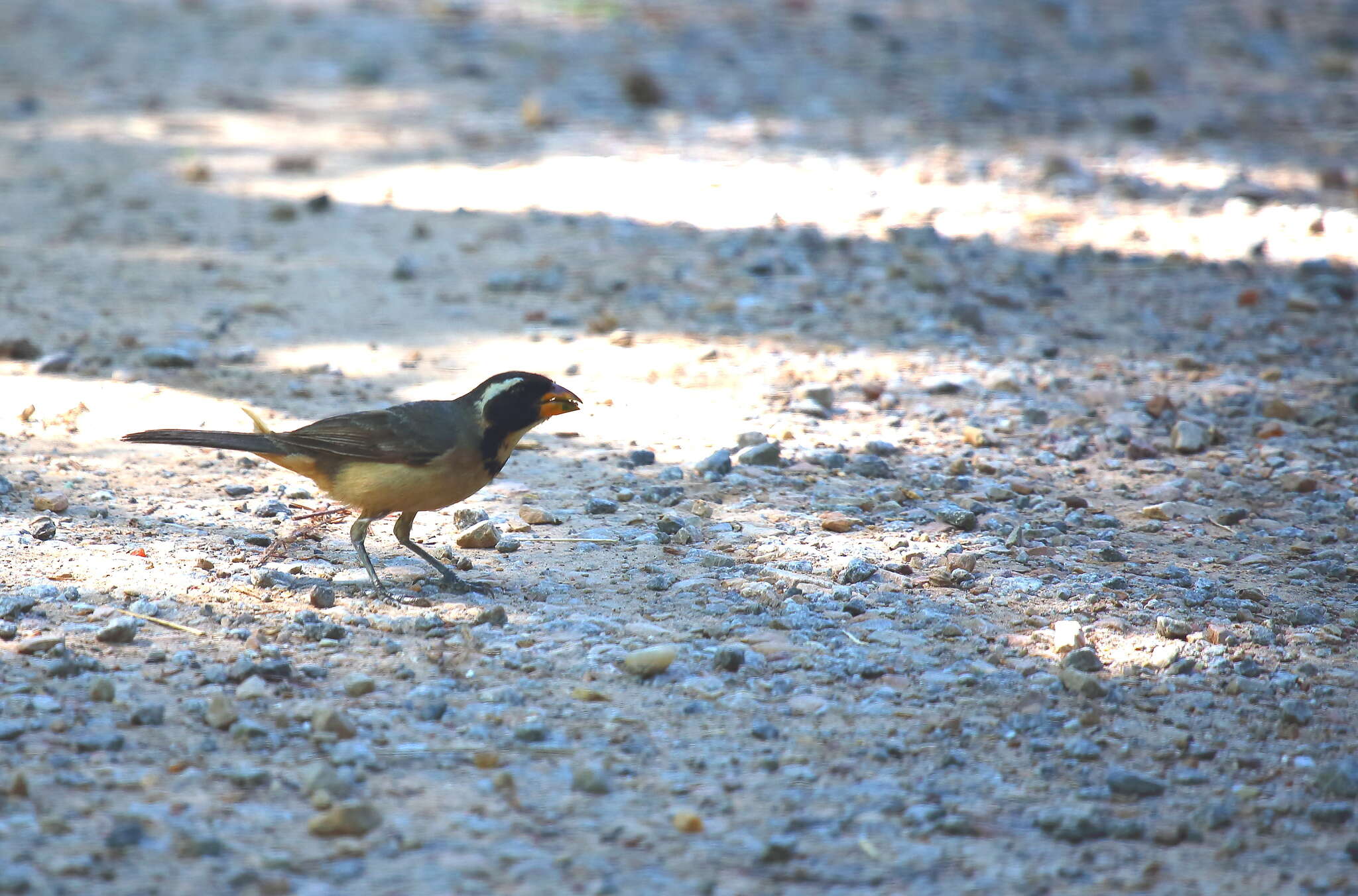 Image of Golden-billed Saltator