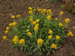 Image of Solidago simplex var. nana (A. Gray) G. S. Ringius