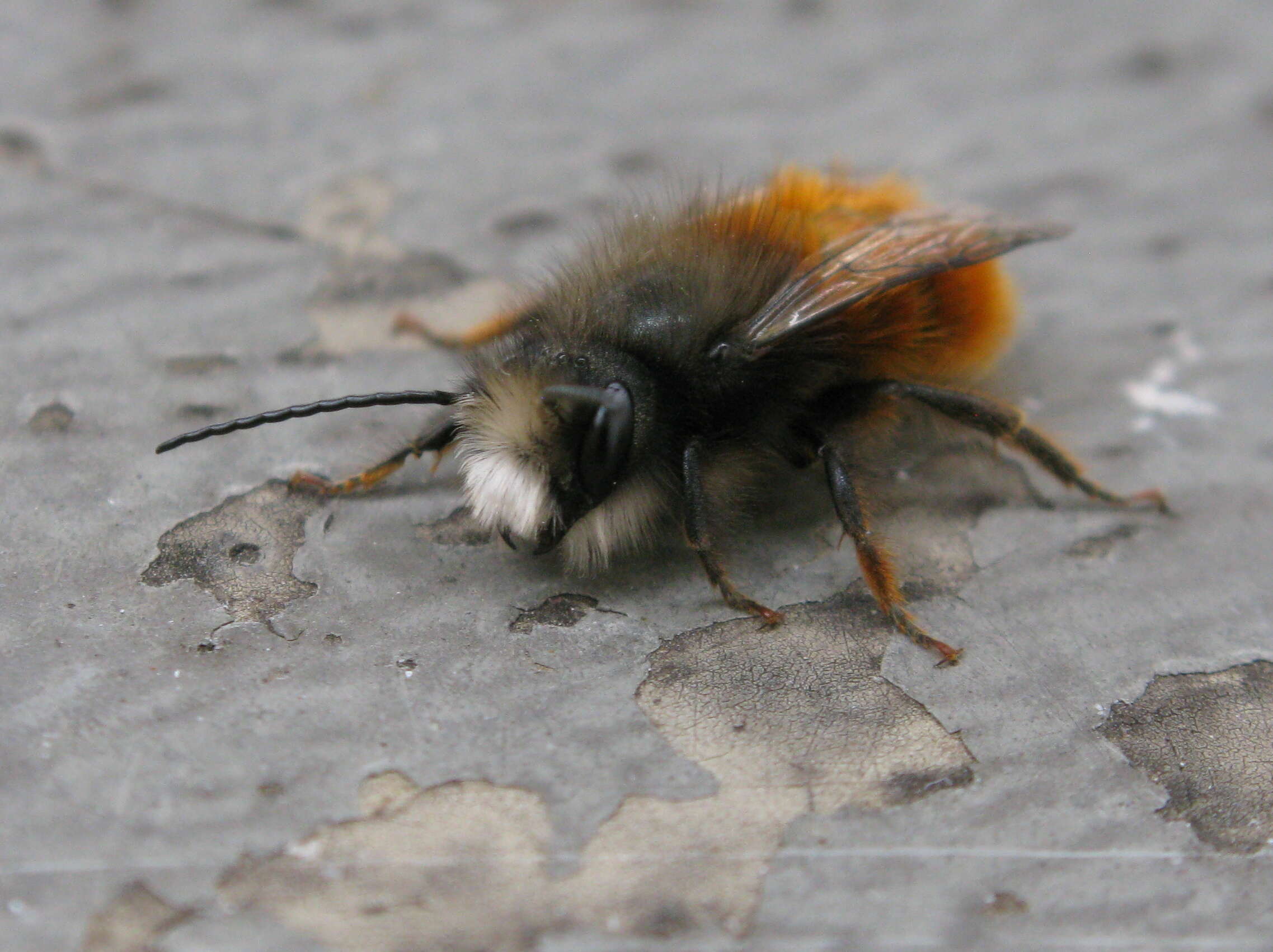 Image of Osmia cornuta (Latreille 1805)